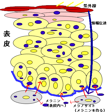 紫外線の刺激によるメラニンの生成・シミ発生のイメージ図